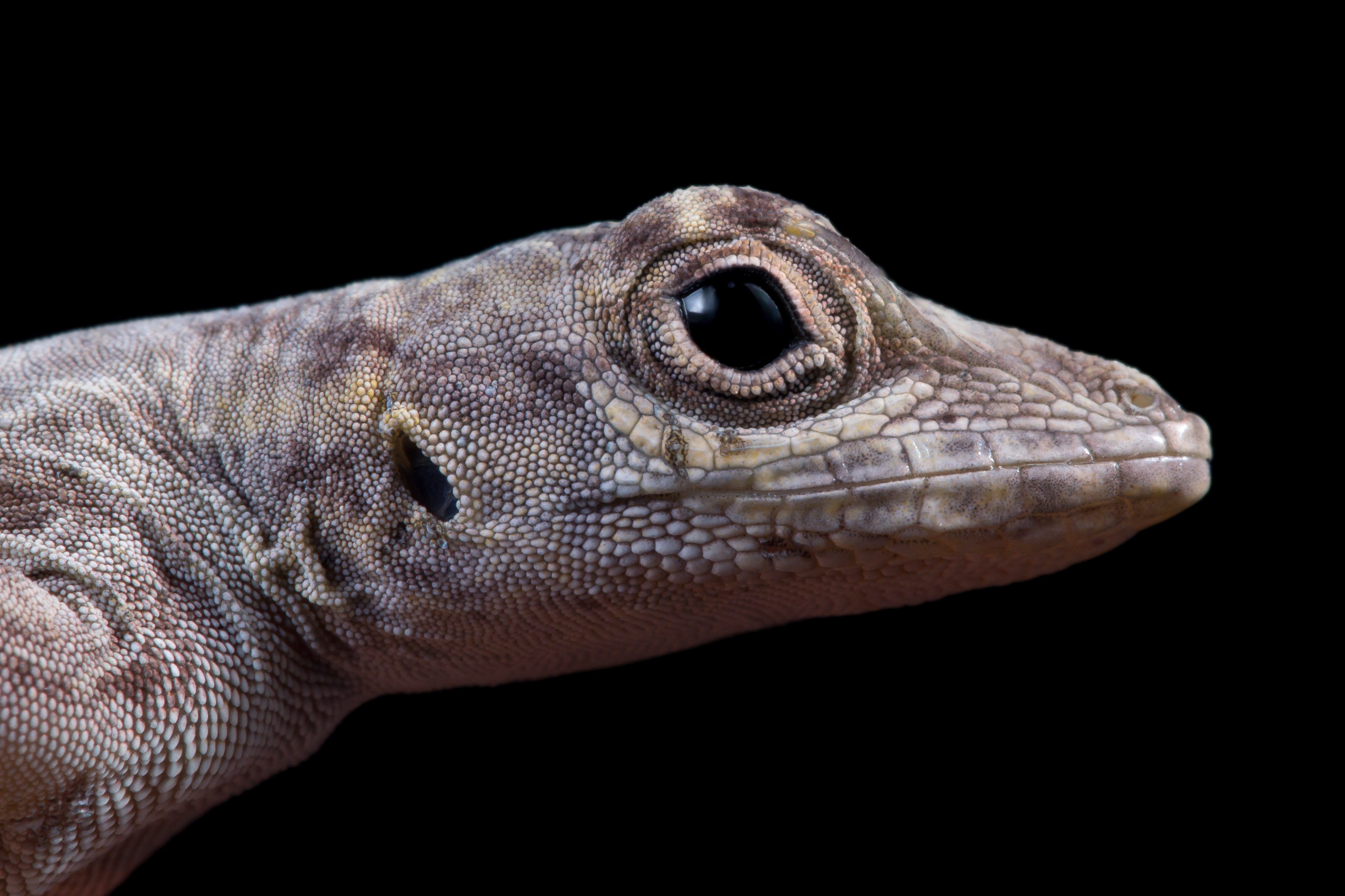 Anolis Distichus lizard in the wild.