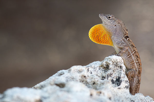 Anolis-sagrei lizard.