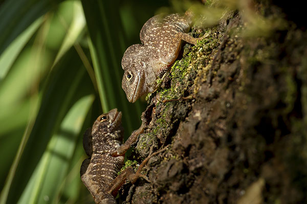 A pair of Anolis Sagrei lizards in the wild.