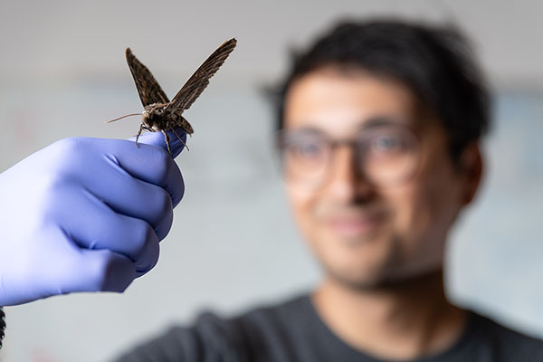 A moth flapping its wings.