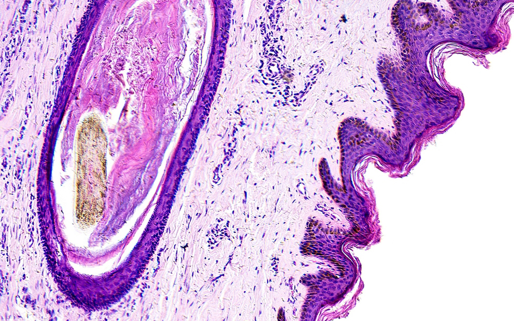 Histology Core