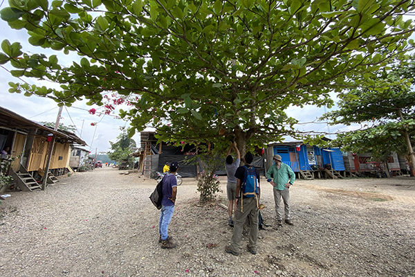 A group of Georgia Tech researchers observing cicadas urinating on tree branches in Peru.