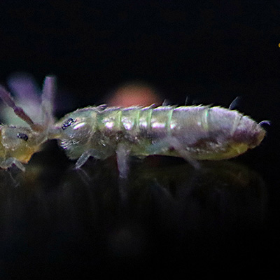 closeup of a springtail