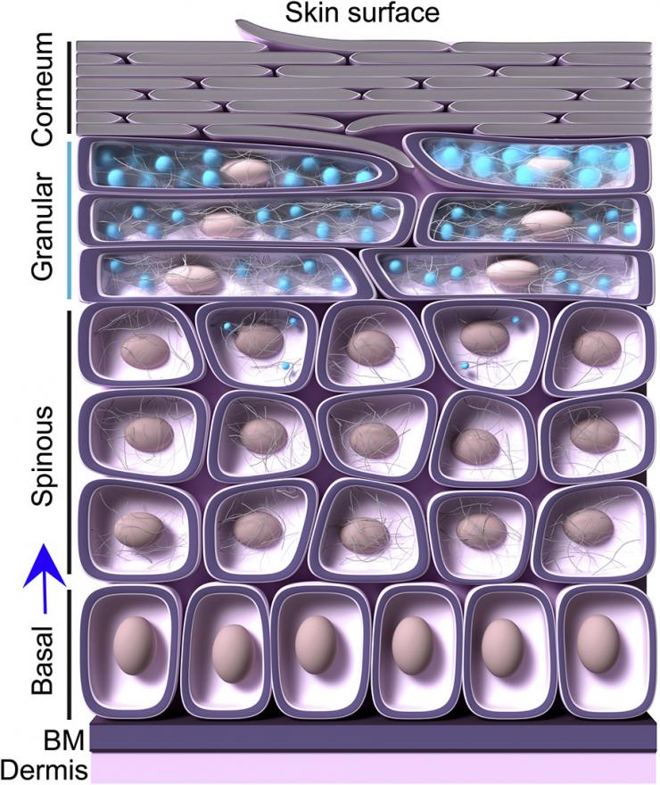 Skin Cells