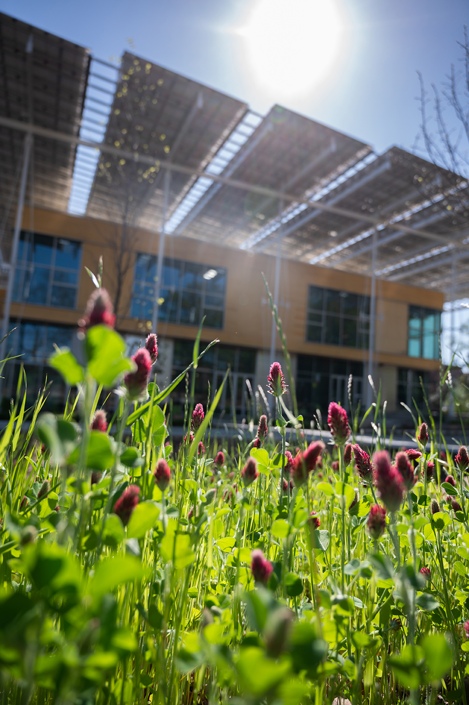 Spring flowers outside The Kendeda Building