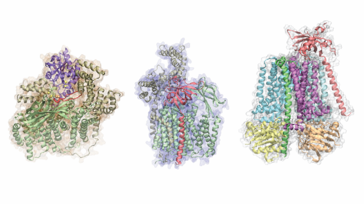 <p>A 3D rendering of the structures of three protein complexes, predicted from protein sequences by AF2Complex. Credit: Mu Gao.</p>