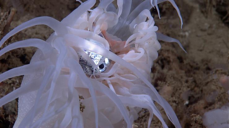 <p>Clownfish wriggle through anemones in a tank at Georgia Aquarium. Anemones usually sting, kill and eat fish, but not clownfish. Georgia Tech researchers found that the microbial colonies in the slime covering clownfish shifted markedly when the nested in an anemone. Could the microbes be putting out chemical messengers that pacify the fish killer? Credit: Georgia Tech / Ben Brumfield</p>