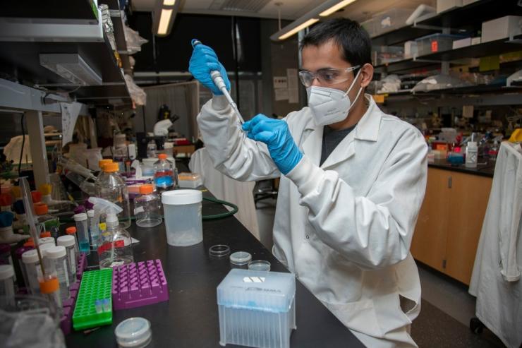 Graduate researcher Shivesh Chaudhary culturing C. elegans, a powerful model organism for neuroscience. (Photo credit: Christopher Moore, Georgia Tech)