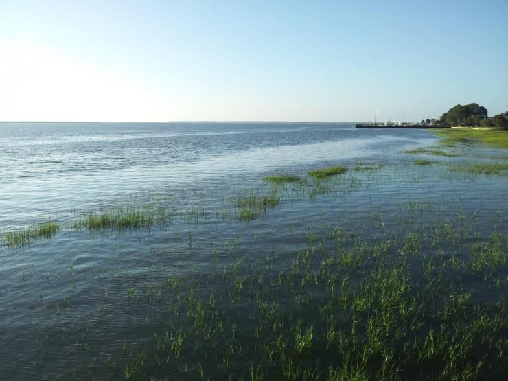 Georgia coastal estuary near an oyster reef on Skidaway Island. Credit: Georgia Tech / Remy Poulin