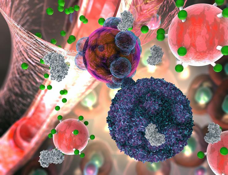 <p>A T cell, here in violet, makes contact with a transplant organ cell, here in brown and purple. The T cell secretes the enzyme granzyme B, here in gray, which attacks the organ cell. But granzyme B also severs fluorescent signal molecules, in green, from the rejection detecting nanoparticle, in light red. The signal molecules makes their way into the urine, where they give off a fluorescent cue.</p>