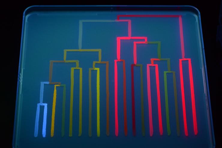 <p>Researcher Ryan Randall created a phylogeny, a gene family tree, by causing a fluorescing protein to mutate rapidly in the lab. As the protein mutated, it changed colors, resulting in a rainbow of "leaves" in the phylogeny. Credit: Georgia Tech / Ryan Randall</p>