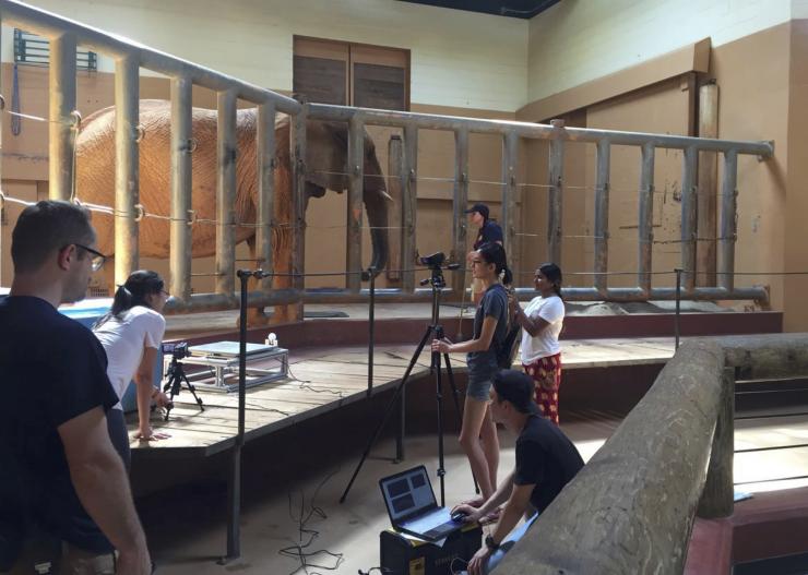 <p>Image shows the indoor enclosure where experiments were conducted with the elephant. During experiments, the elephant turns to face the force plate and video cameras, and protrudes its trunk through the enclosure. (Credit: David Hu Laboratory)</p>