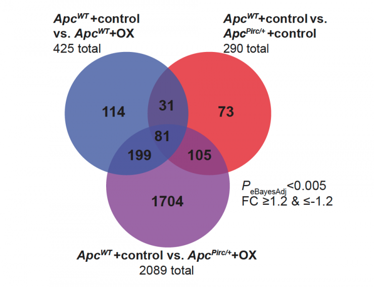 In blue, the effects of chemotherapy alone on differential neuronal gene expression. The same in red for cancer. Purple represents differential gene expression under the combination of chemo and cancer. This includes much dysregulation of genes that occurs neither with chemo alone nor cancer alone. Credit: Georgia Tech / Housley / Cope 