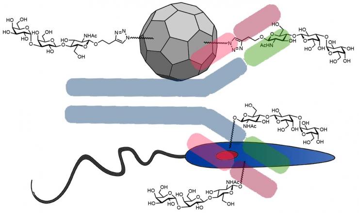 Virus-like particle with carbohydrate