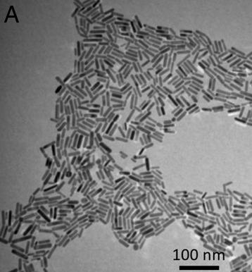 <p>Gold nanorods. Credit: Georgia Tech / El-Sayed group </p>