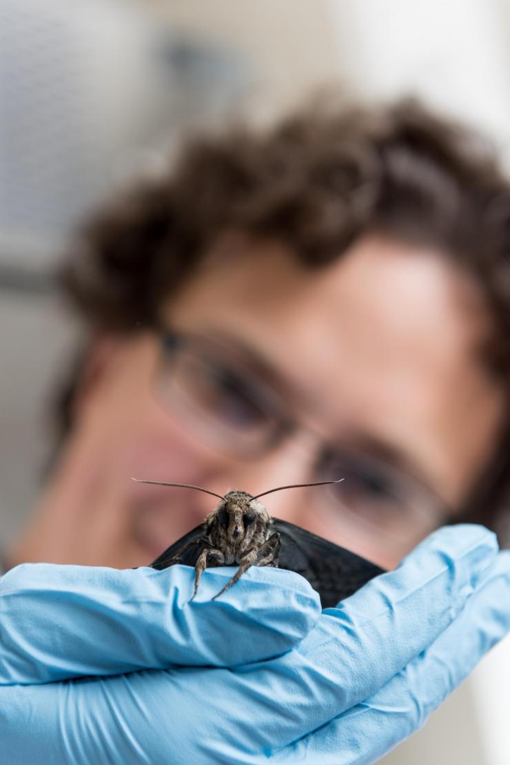 <p>Georgia Tech researcher Simon Sponberg holds a hawkmoth (<em>Manduca sexta</em>). Research on this hummingbird-sized insect shows that millisecond changes in timing of its action potential spikes conveys the majority of information the moth uses to coordinate the muscles in its wings. (Credit: Rob Felt, Georgia Tech)</p>