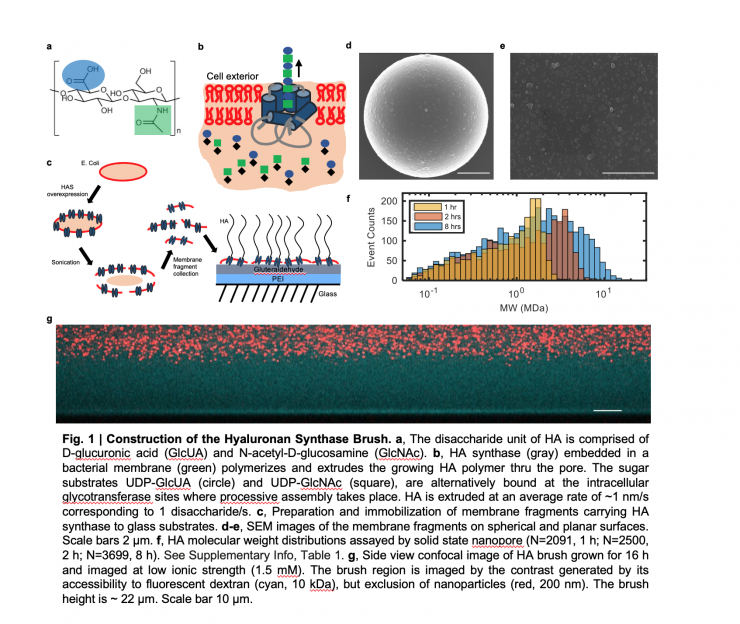 <p>Hyaluronan brush made my engineered enzyme placed on a surface. Credit: Georgia Tech / Weibin Wei</p>