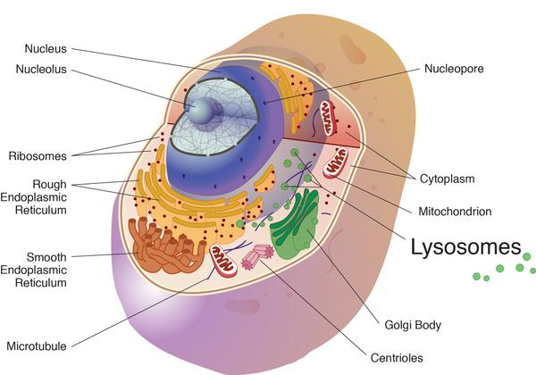 <p>The cathepsins in the study were cysteine cathepsins and are best known for their work in the lysosome, a cell organelle, to break down unneeded proteins into amino acids. Credit: National Institutes of Health</p>