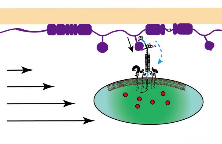 Platelet interaction schematic