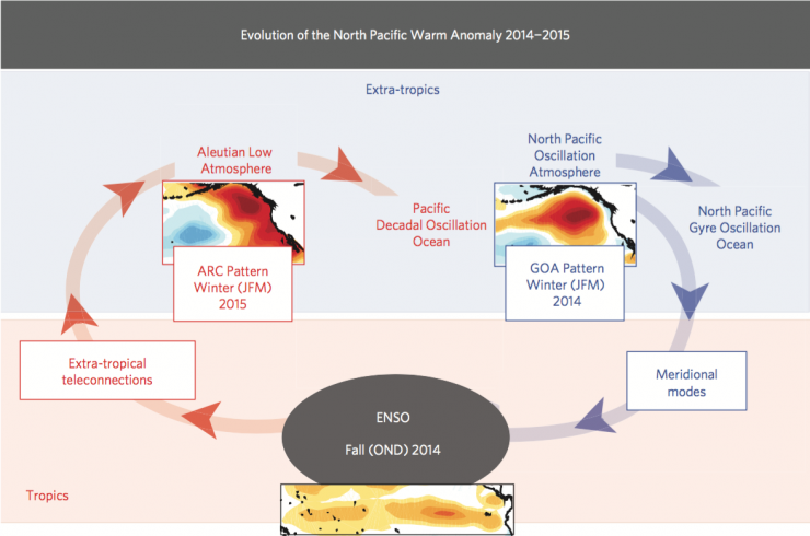 <p>North Pacific Gyre and the evolution of the marine heat wave.</p>