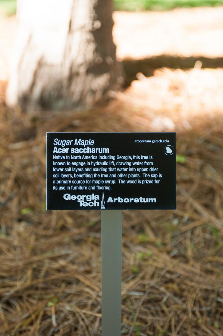 <p>A Sugar Maple tree on Georgia Tech's campus</p>