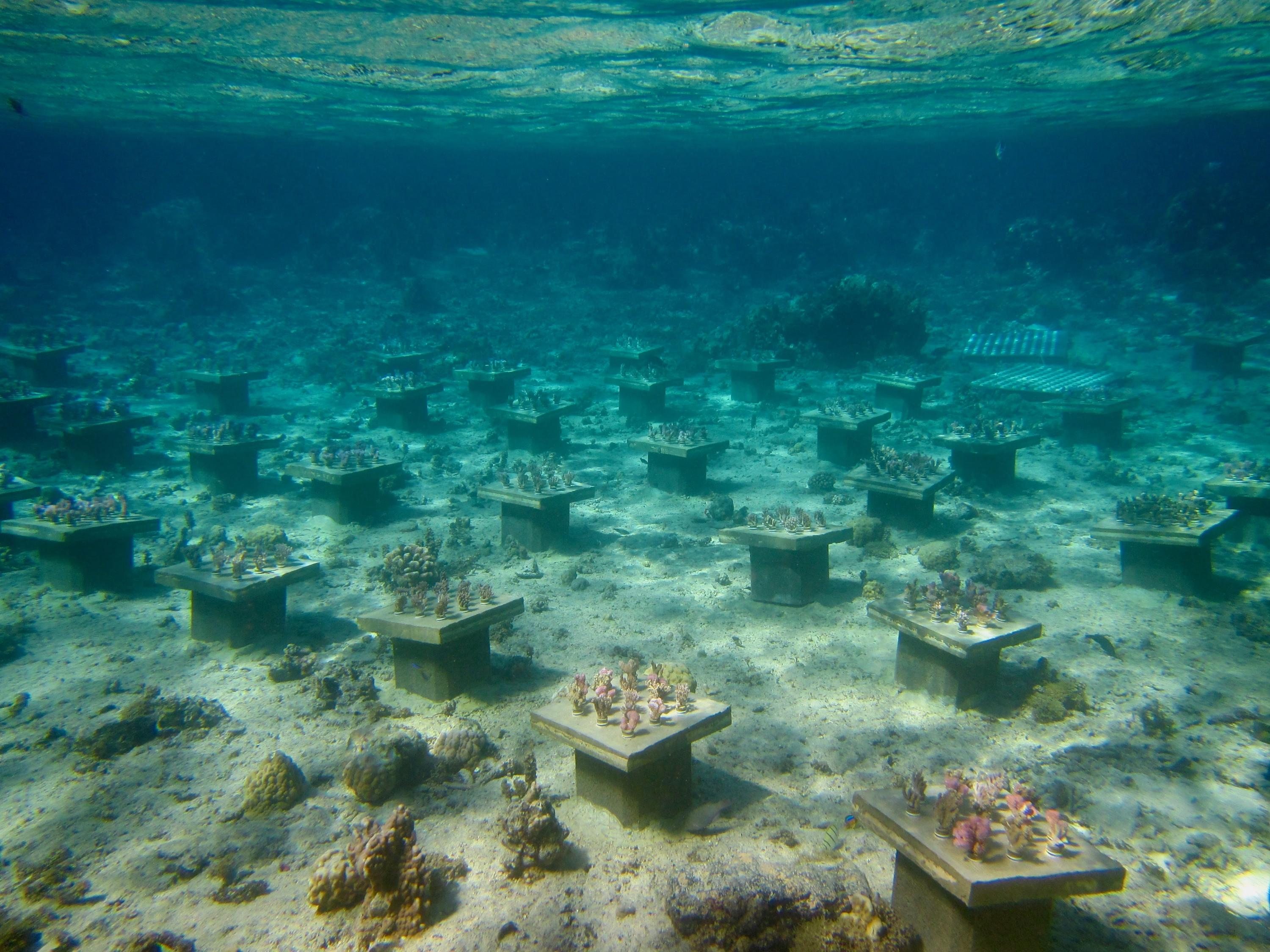 starting coral under water