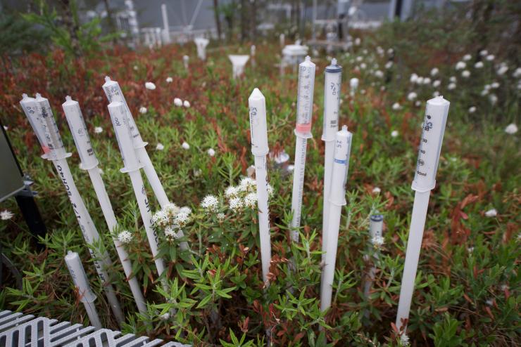 <p>Tubes leading down to ground water inside an enclosure that augments the climate scenario at the SPRUCE climate change experiment in northern Minnesota. Credit: Georgia Tech / Ben Brumfield</p>