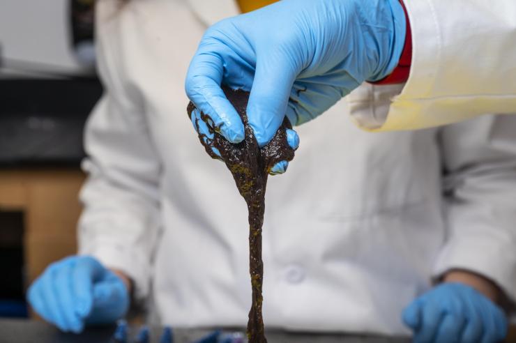 Large groups of California blackworms form “worm blobs” that create collective behaviors that improve the survival of individuals organisms. (Credit: Christopher Moore, Georgia Tech)