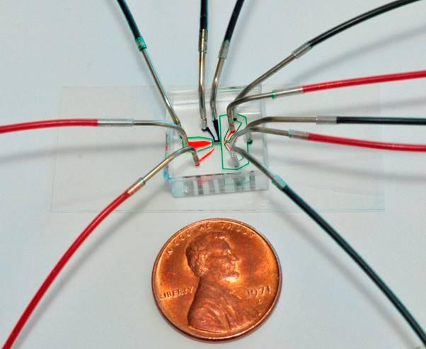 <p>A custom designed chip is used to immobilize <em>C. elegans</em> roundworms for photographing by a microscope optic connected to a computer. The chip then sorts the worms into one of two channels for either mutants or non-mutants, a status an algorythm determines based on subtle phenotypical differences it recognizes in the microscope photo. Credit: Georgia Tech / Rob Felt</p>