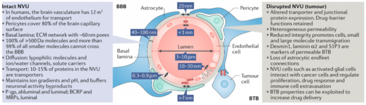 <p>Figure: Physical and chemical properties of the blood–brain barrier (BBB) structure.</p>