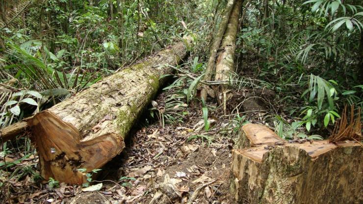 <p>Latin American forests will almost certainly continue to lose ground to agricultural uses even as timber demand increases over the next 80 years, but changing management practices and more robust growth from global warming will help these smaller forests keep pace with today's larger versions as repositories of climate-warming carbon, according to new research from Georgia Tech's School of Public Policy.</p>