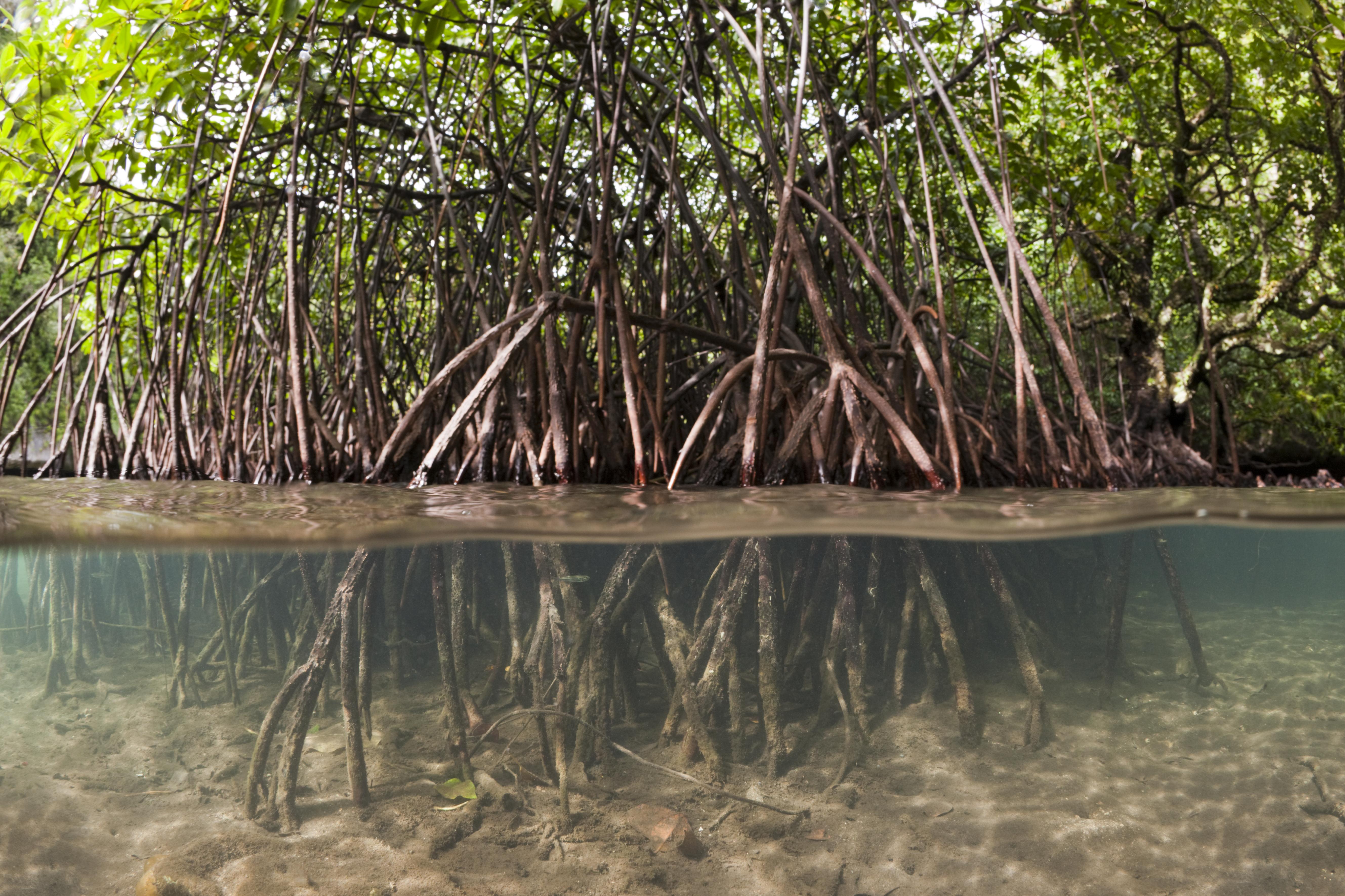 mangroves