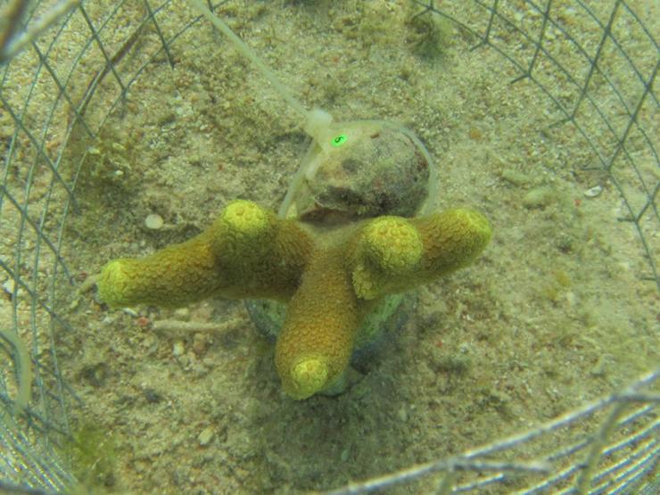 <p>Corallivorous gastropod (Coralliophila violacea) feeding on a Porites cylindrica coral. (Credit: Cody Clements, Georgia Tech)</p>