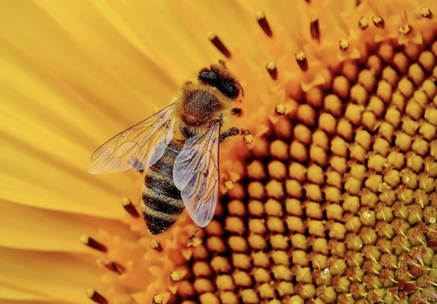 Honey bee on sunflower