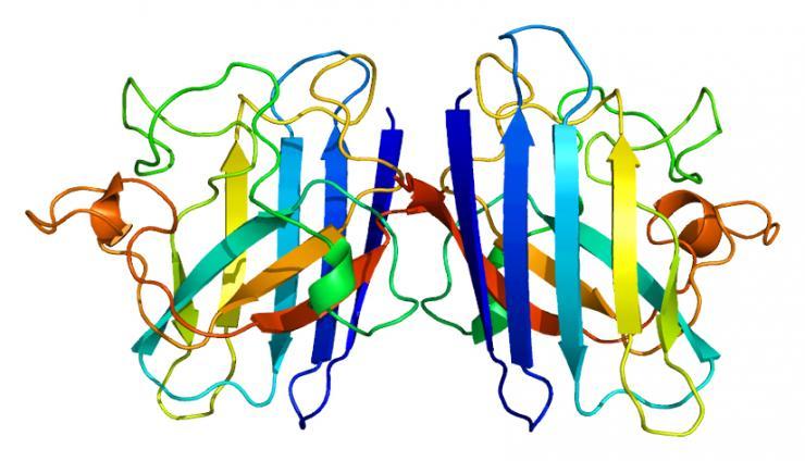 <p>A look at the structure of the SOD1 protein. (Based on PyMOL.org rendering of PDB <a href="https://www.rcsb.org/structure/1azv">1AZV</a>.)</p>