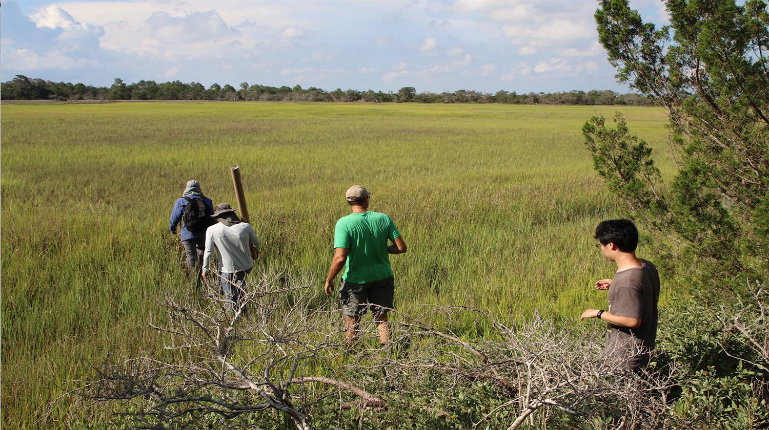 Four people walking across a salt marsh