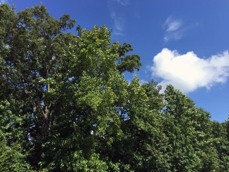 <p>Trees in the Southeast United States emit higher levels of isoprene as they are placed under stress from dry conditions. Isoprene is a precursor for the formation of ozone in the atmosphere. This forest is shown near Atlanta, Georgia. (Credit: John Toon, Georgia Tech)</p>