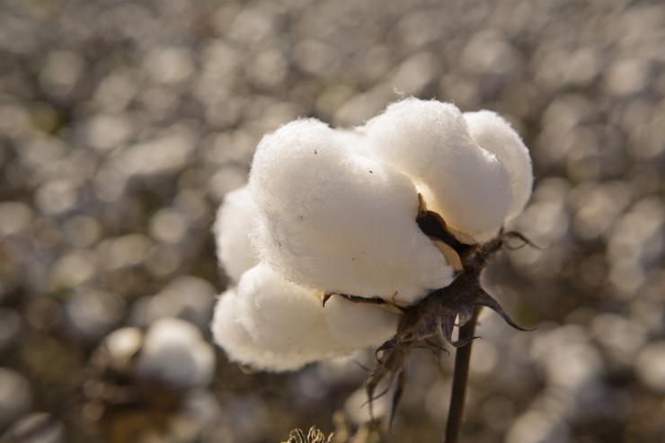 <p>Chemically-modified cotton fibers are the basis for electrodes used in a new biofuel cell powered by glucose. (Credit: Georgia Department of Economic Development)</p>