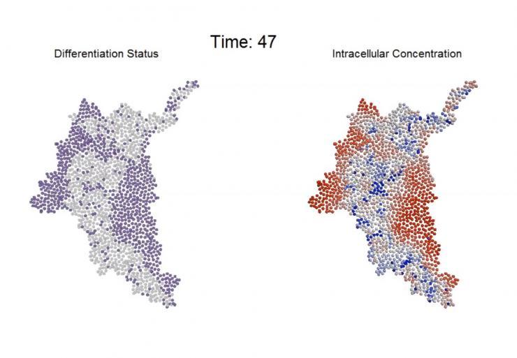 <p>An agent-based computational model simulates the progression of intracellular molecular gradients and resultant differentiation patterns that emerge within a multicellular system. (Credit: Chad Glen, Georgia Tech)</p>