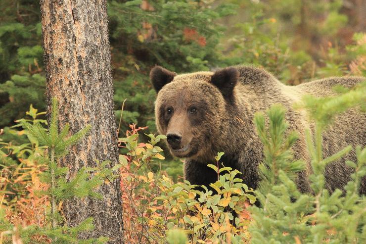 grizzly bear in the woods