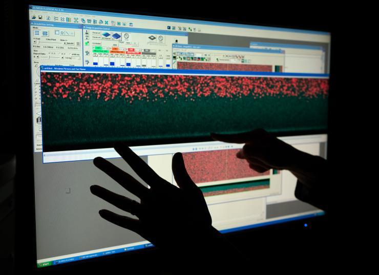 <p>Microscopic monster: A fortuitous moment in the lab led to the creation of polymer brushes 100 times the customary size. The brushes are visible under the microscope, whereas polymer brushes are usually detected with atomic force microscopes or other non-optical means. The faint, green line at the bottom in this photo is a surface the bristles have grown on. The bristles are seen as a green-black mass reaching up to the red dots from the surface. Credit: Georgia Tech / Allison Carter</p>