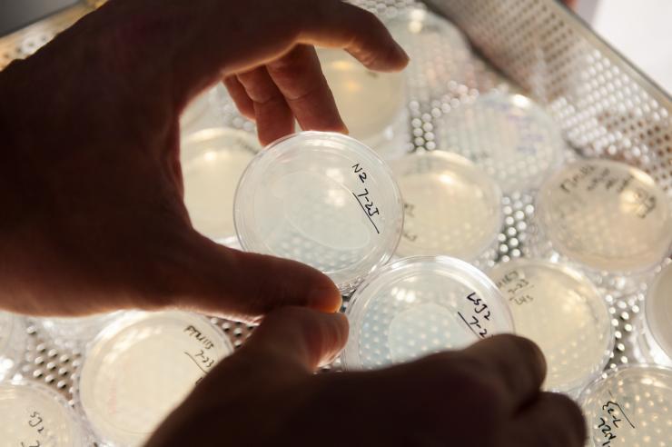 <p>Patrick McGrath holds up dishes with two lab strains of the <em>C. elegans</em> roundworm. Strain LSJ2 (dish on right) dramatically changed its survival strategy to live longer and have fewer offspring due to a tiny mutation on its NURF-1 gene. Researchers at Georgia Tech confirmed the effects of the mutation by duplicating it in lab strain N2 (dish on left) via an injection with CRISPR Cas9.</p><p> </p>