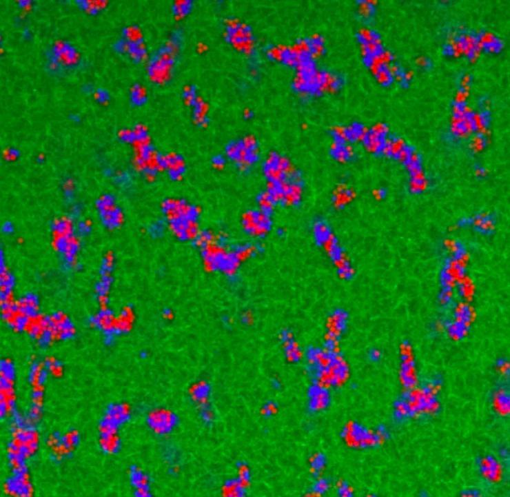 <p>Visualization shows the microgel network architecture in fibrin–microgel composite materials. Confocal microscopy images of fluorescently labeled microgels (shown in blue and red) and fibrin (shown in green) demonstrate that at a critical volume fraction, the microgels form an interconnected tunnel network within the fibrous fibrin matrix. Microgels are tightly packed and only slightly jiggle around within the microgel domains. (Credit: Alison Douglas)</p>