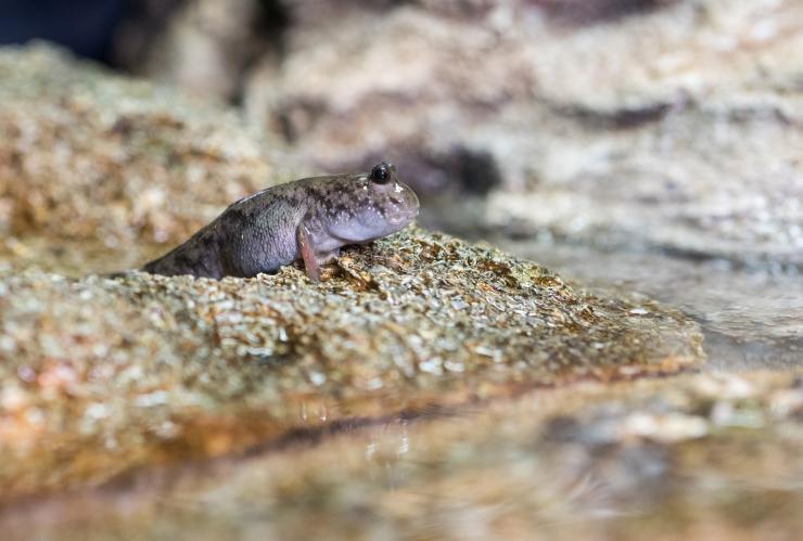 <p>Researchers studied the motion of mudskippers to understand how early terrestrial animals might have moved about on mud and sand, including sandy slopes. This animal was photographed at the Georgia Aquarium in Atlanta.  (Credit: Rob Felt, Georgia Tech)</p>