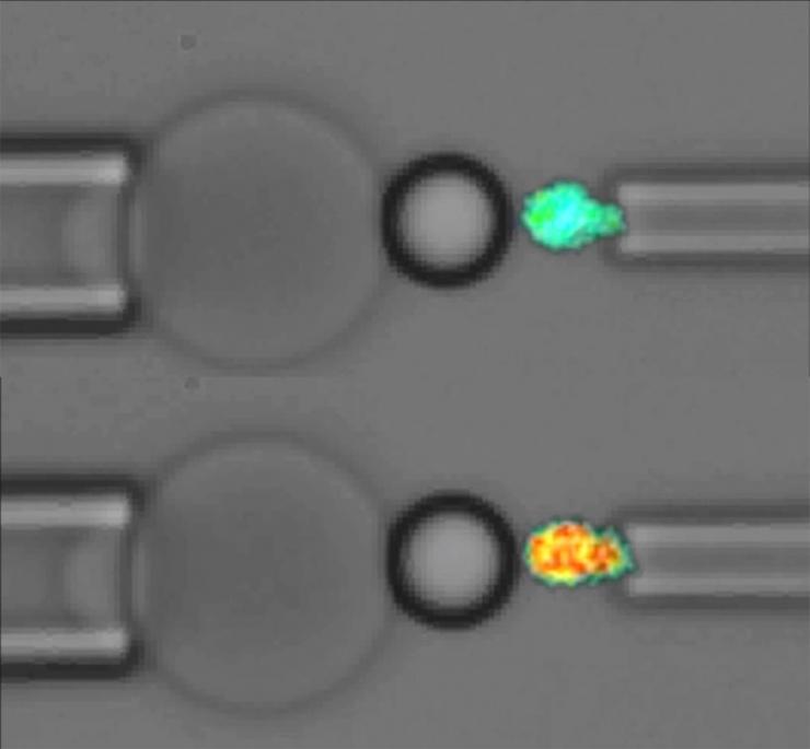 Fluorescence biomembrane force probe