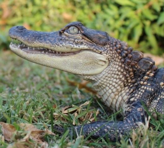 Both humans and alligators have four-chamber hearts, but alligator hearts are uniquely resilient to temperature extremes. (Photo credit: Z. Owerkowicz)

 