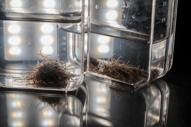 Large groups of California blackworms form “worm blobs” that create collective behaviors that improve the survival of individuals organisms. (Credit: Christopher Moore, Georgia Tech)